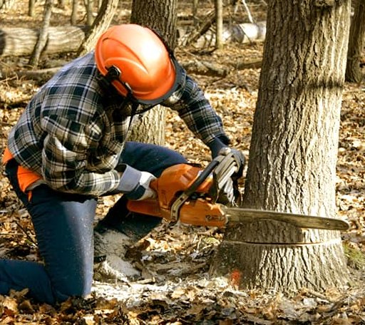Tree Removal in Rhodes, MI